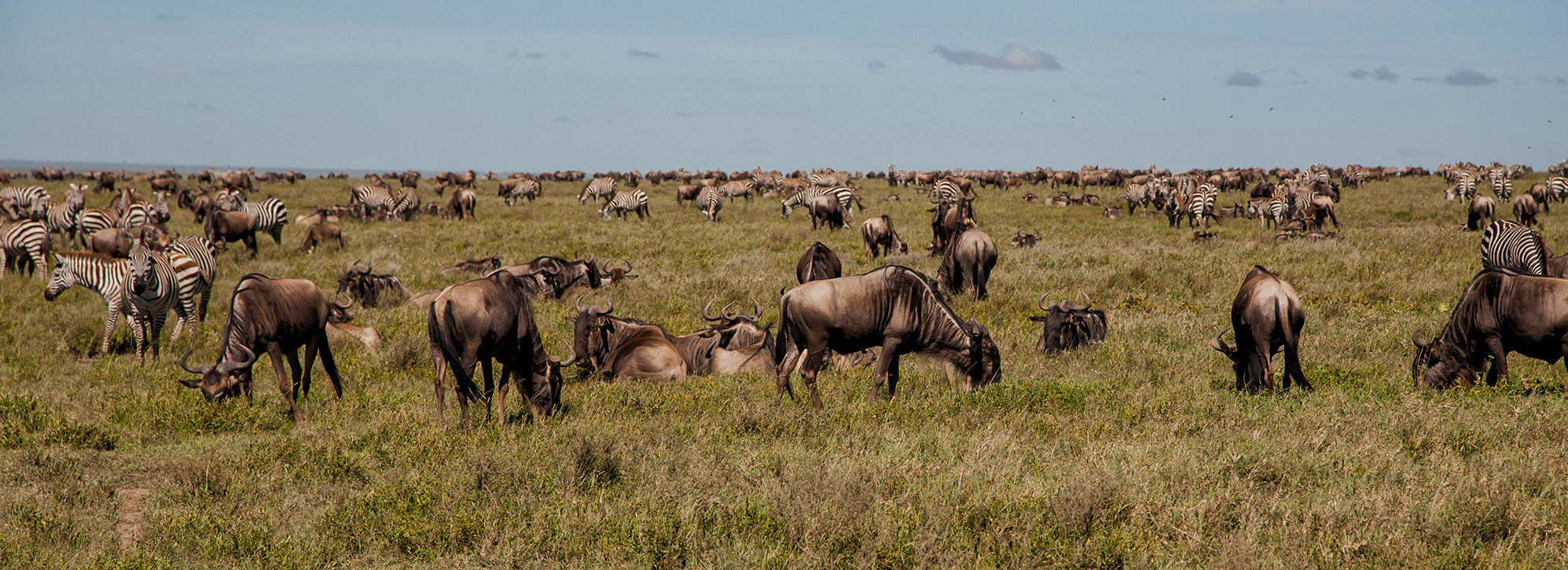 Tanzania Great Migration
