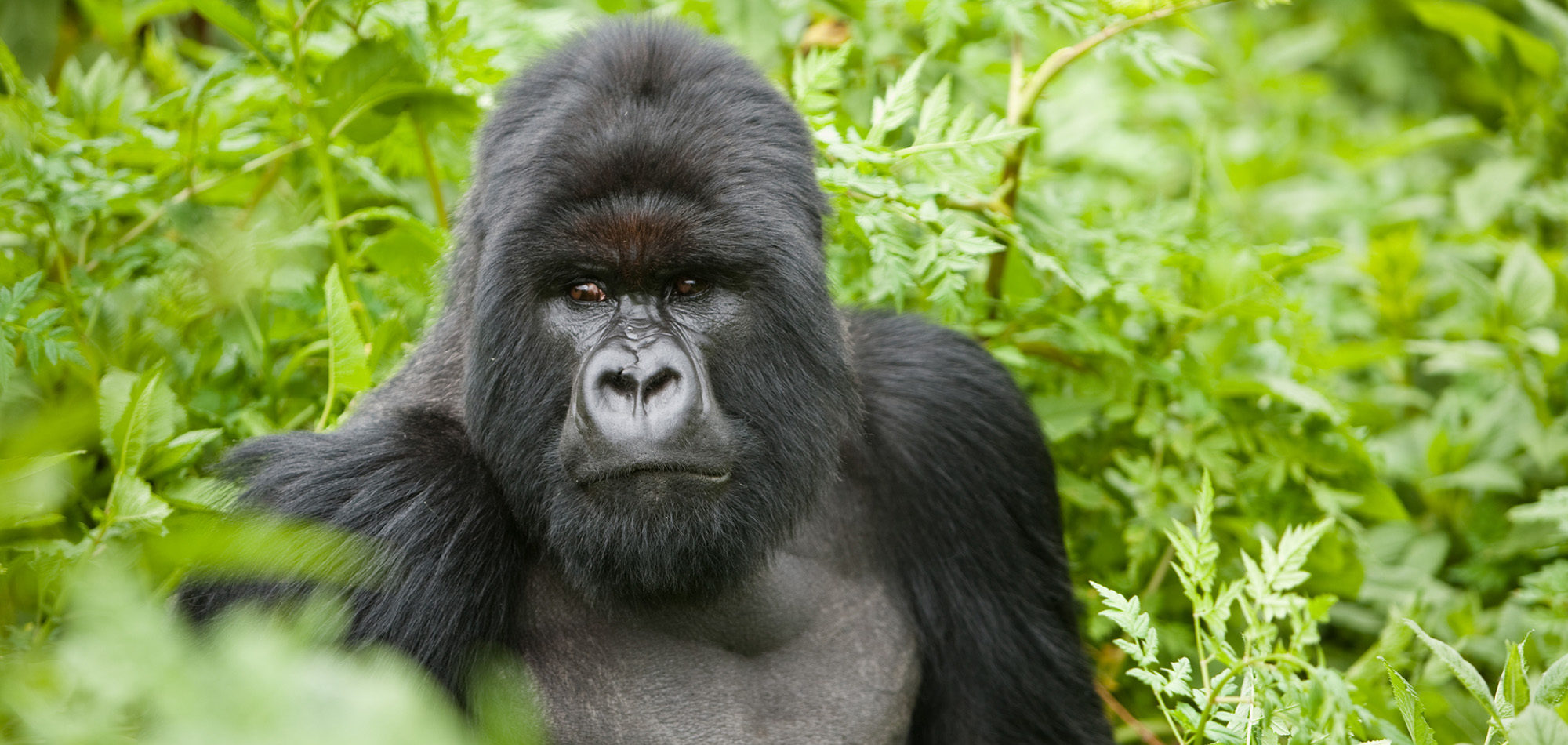 Gorilla & Big Five Safari