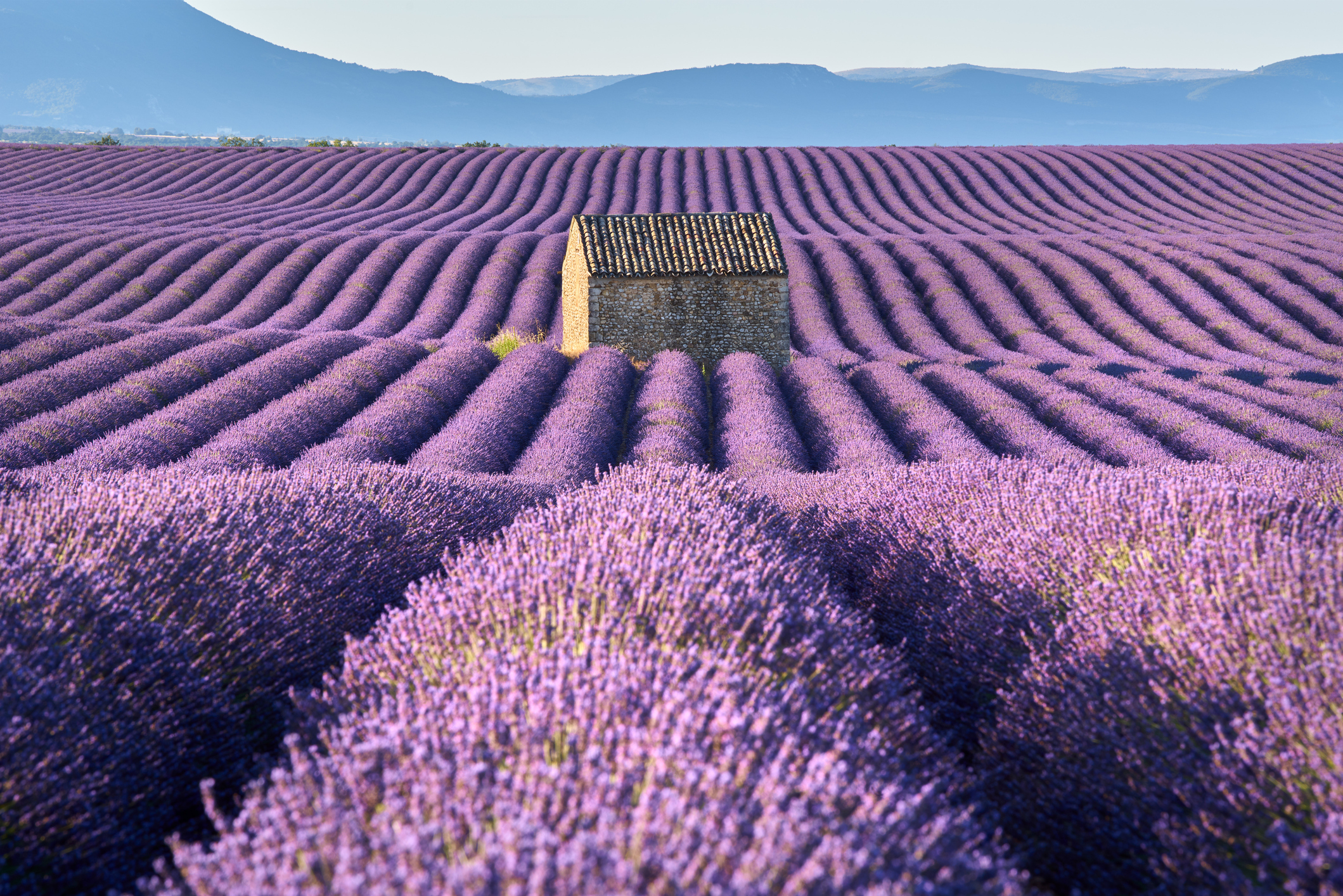 Summer in Provence